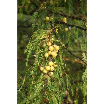 Amla Plants 